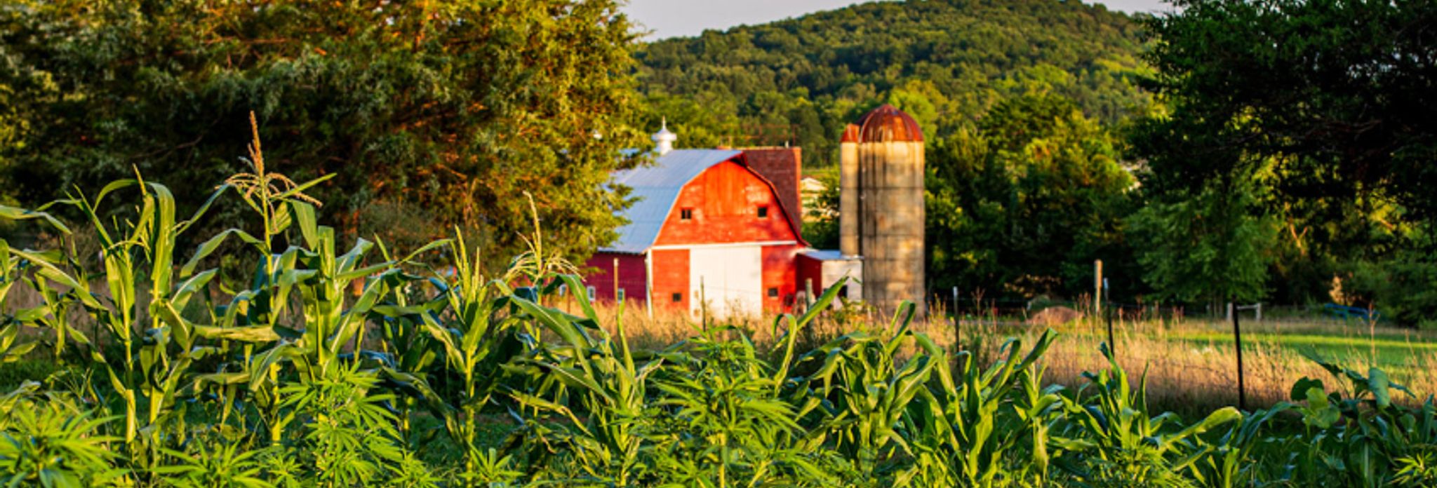 slaphappy hemp farm banner image