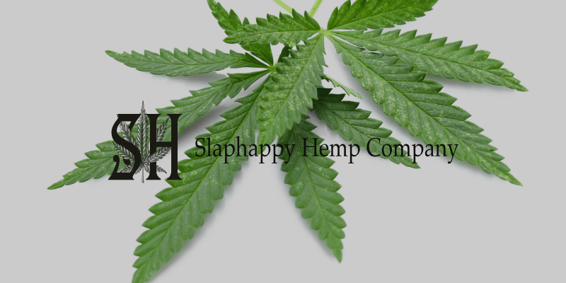 a hemp leaf against a white backdrop