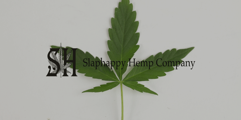 a hemp leaf against a white backdrop