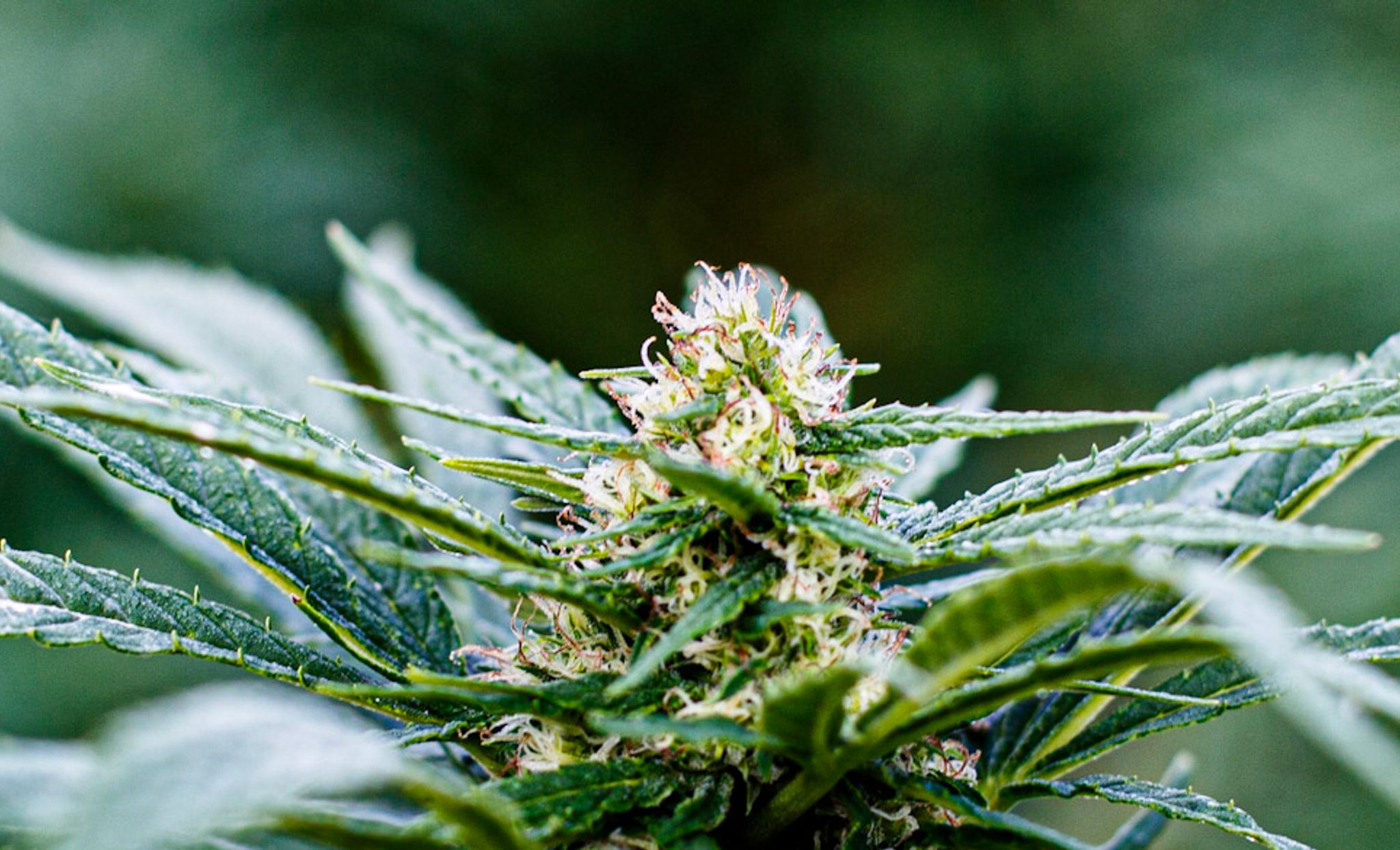 slap happy newsletter