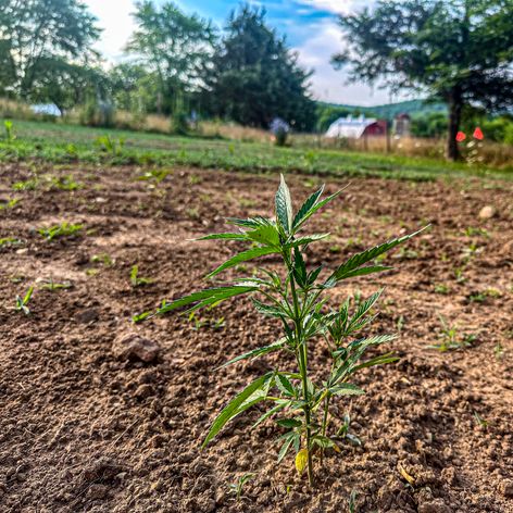 hemp lant growing