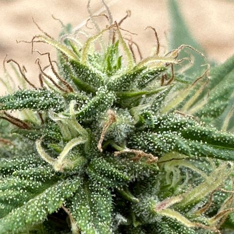 hemp plant flowering