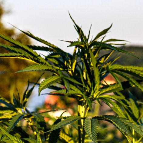 hemp plant in the sunshine
