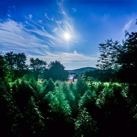 starry night over the farm
