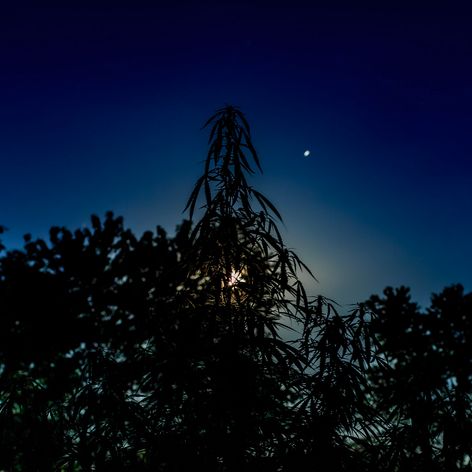 the moon set against a field of stars, a hemp plant in the foreground