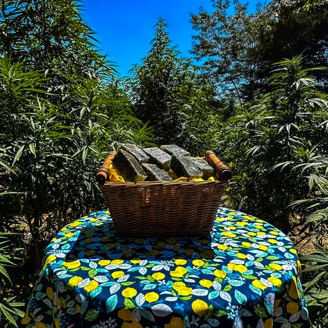 bricks of condensed hemp sitting on a table