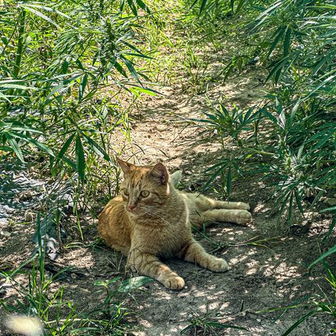 a cat sitting in the shade of a hemp plant