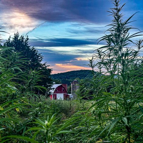 slaphappy hemp company's farm