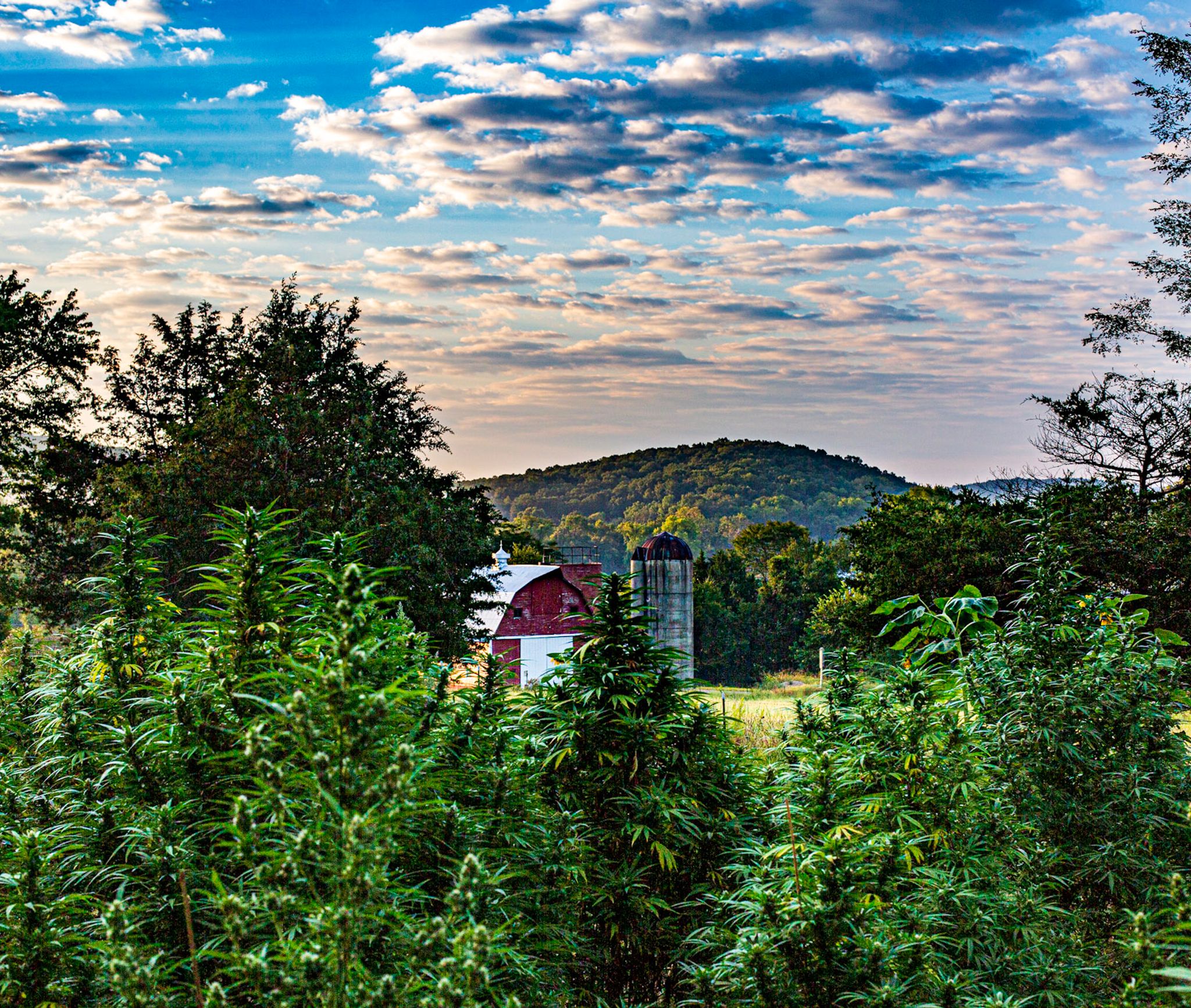 slaphappy hemp company gasconade county missouri